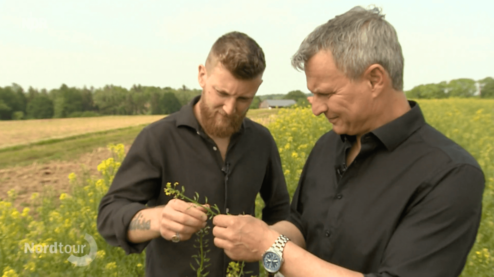 Varuna Mitra Senfanbau im Jahr 2024 – Erfahrungsbericht